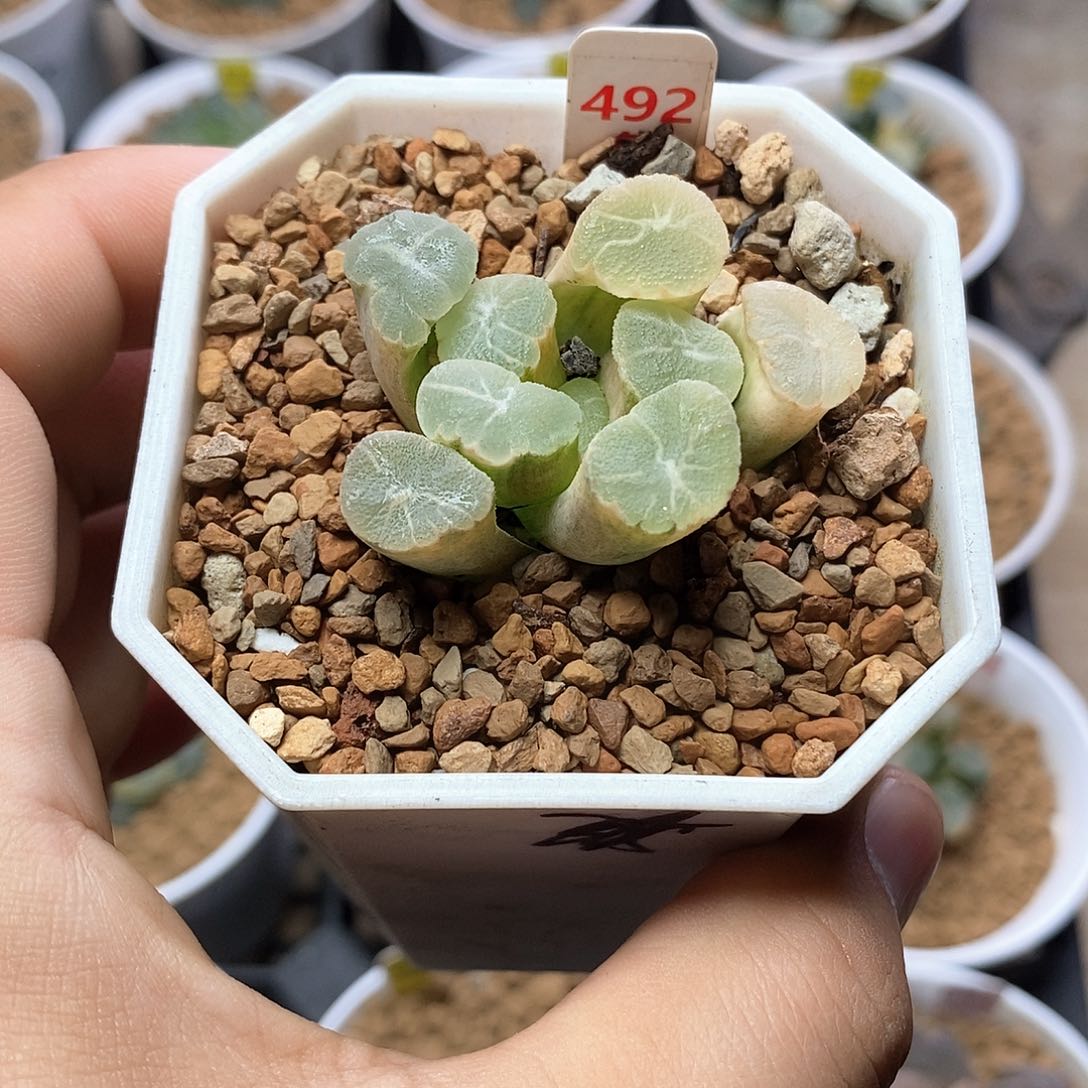 红陶492号万象锦一物一拍