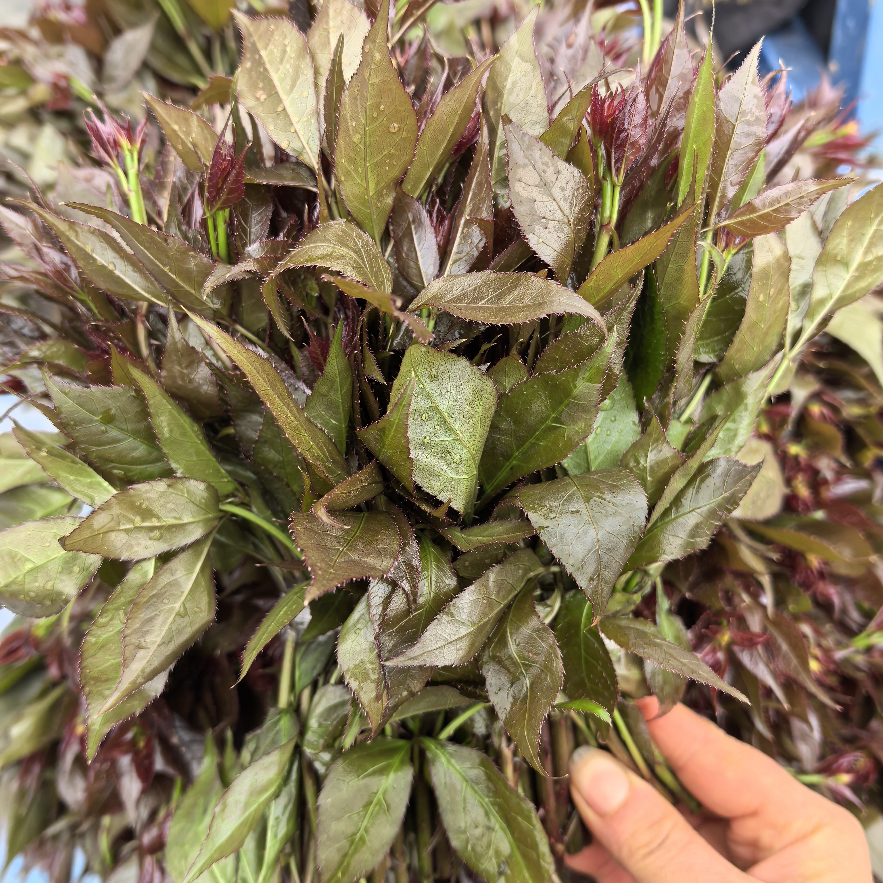 贵州高山露天野生五加皮