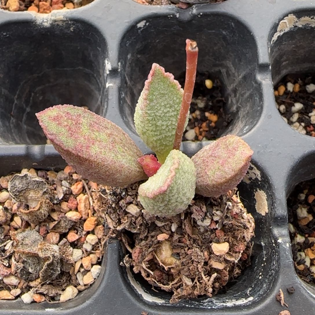 血斑绿猪肝水泡多肉