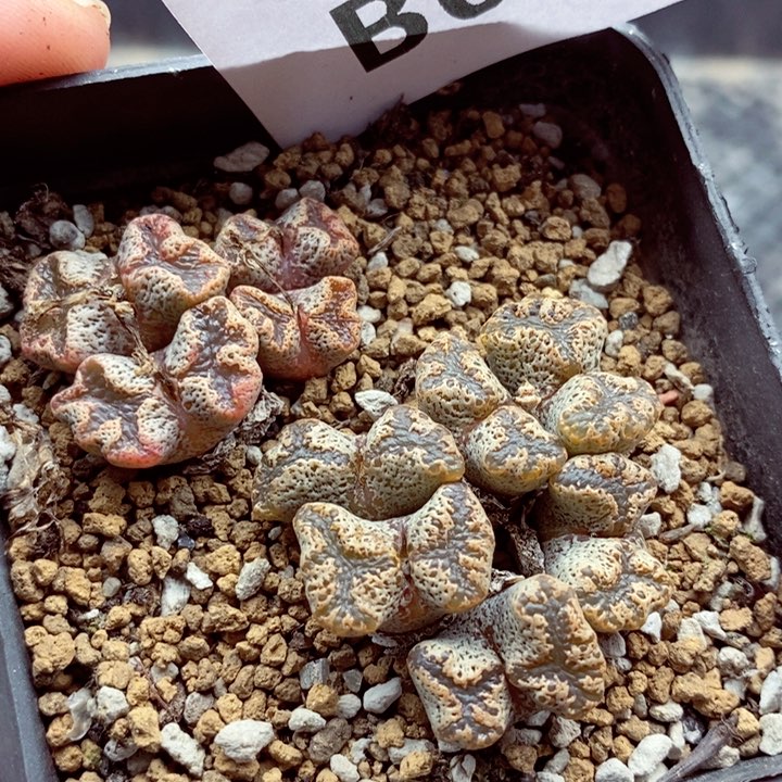 我的小姐姐们都是我051