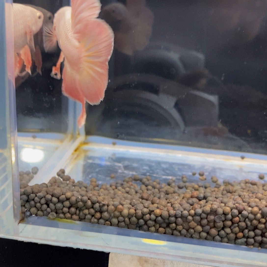 斗鱼321巨斗111111