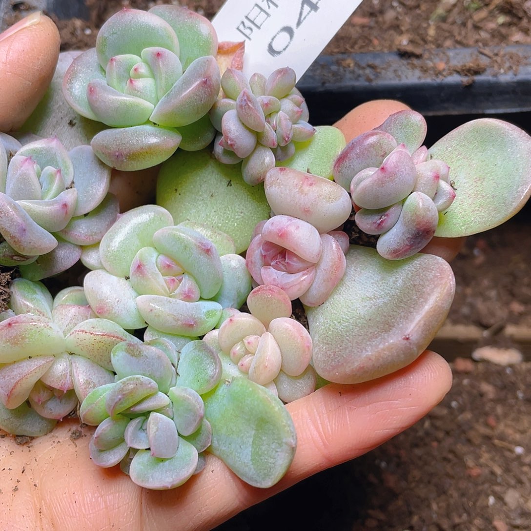 多肉植物多肉植物414