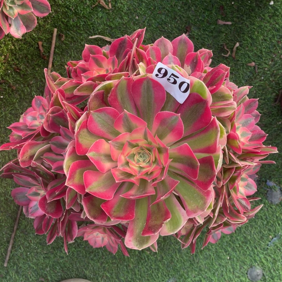 950精品法师粉女巫