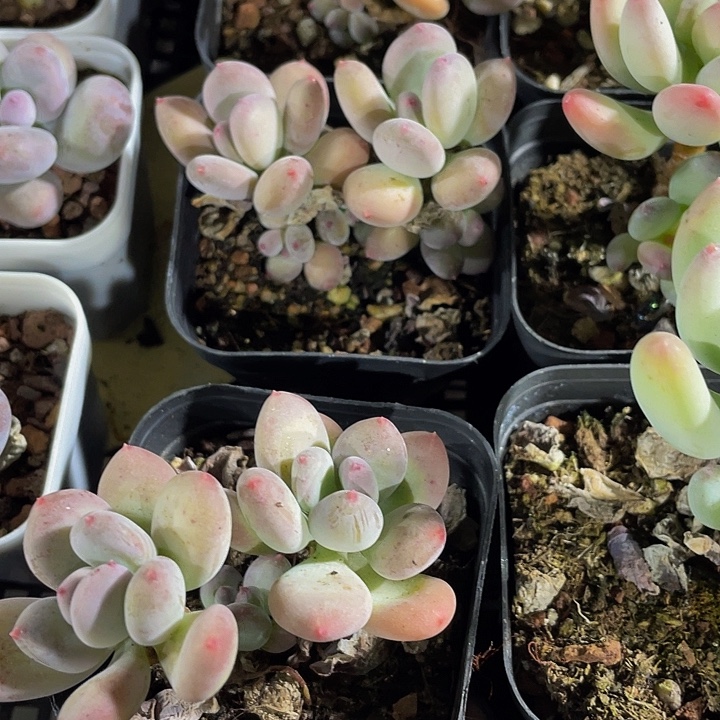 双头苹果奶带盆土发