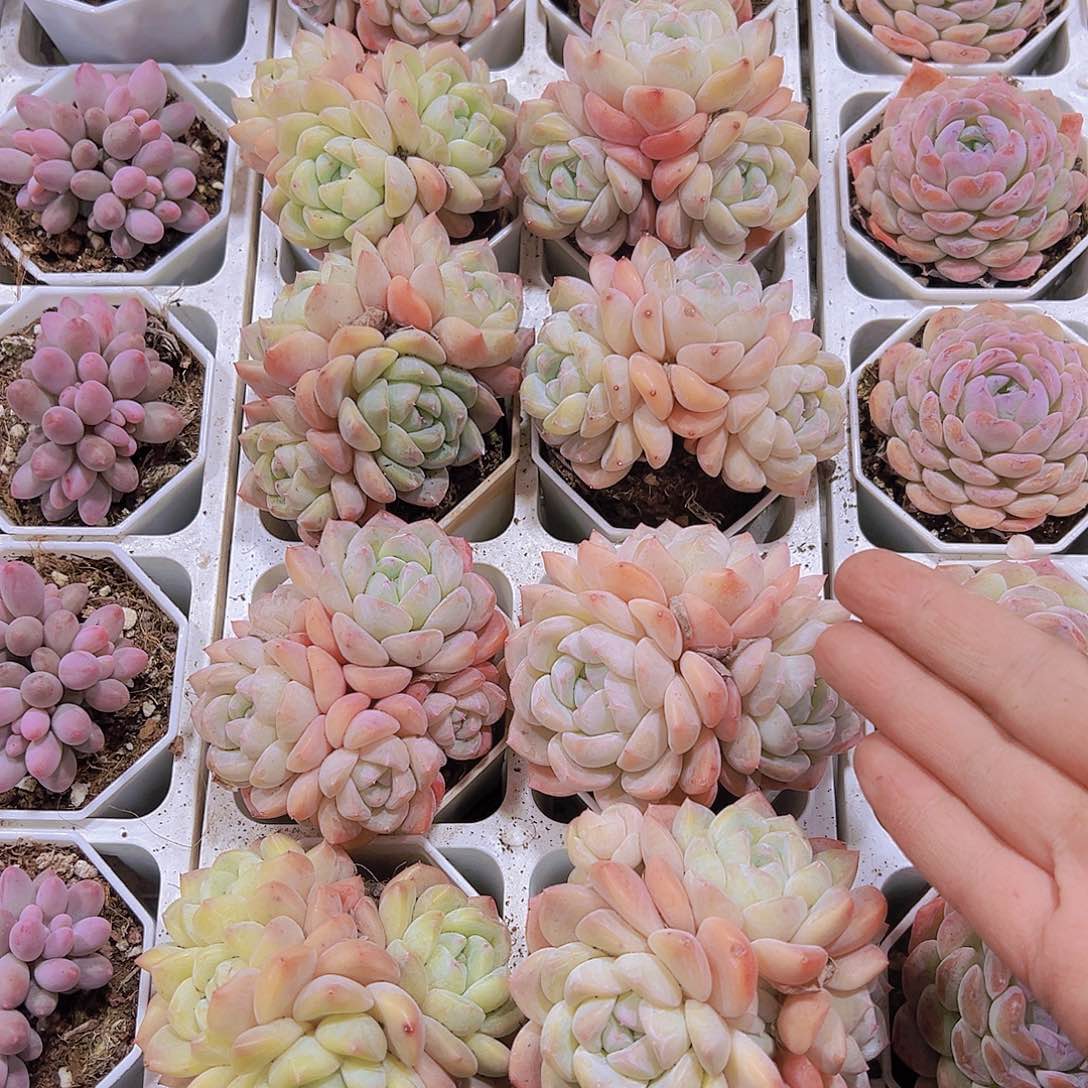 冰玉杂群生19包邮