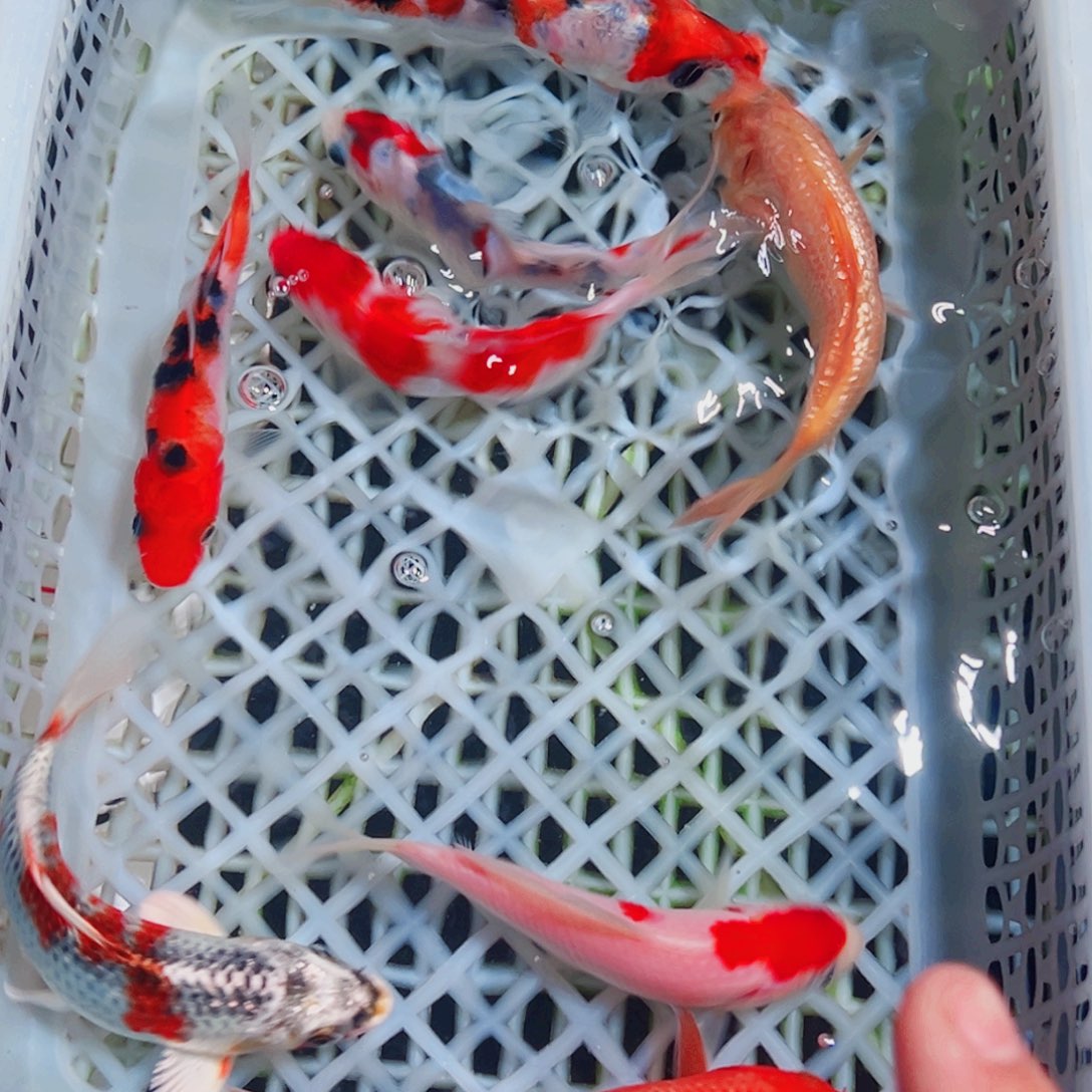 锦鲤锦鲤观赏鱼1111