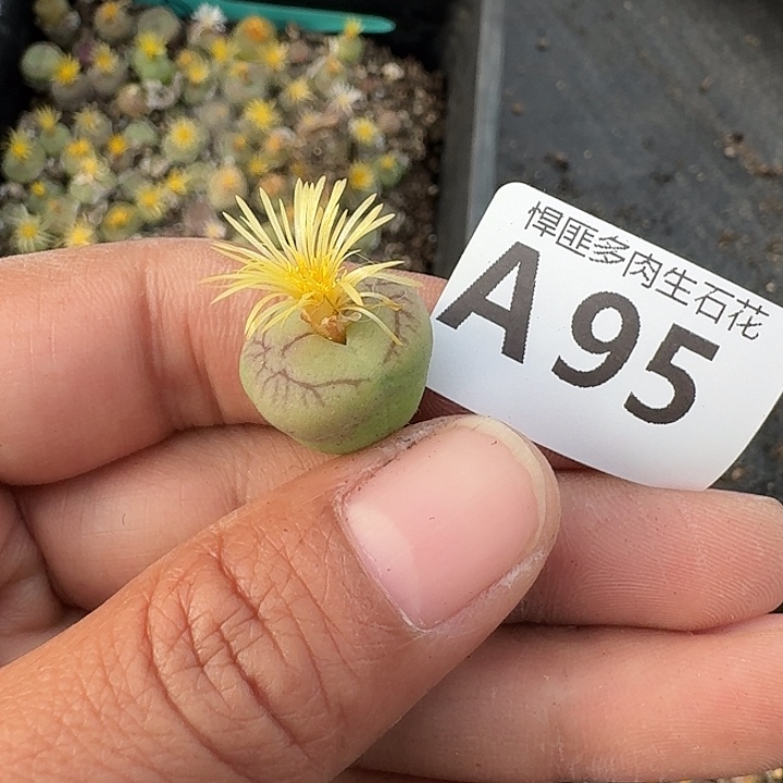 95多肉植物多肉植物