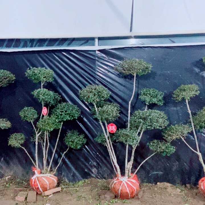 心****成一物一拍一物一拍