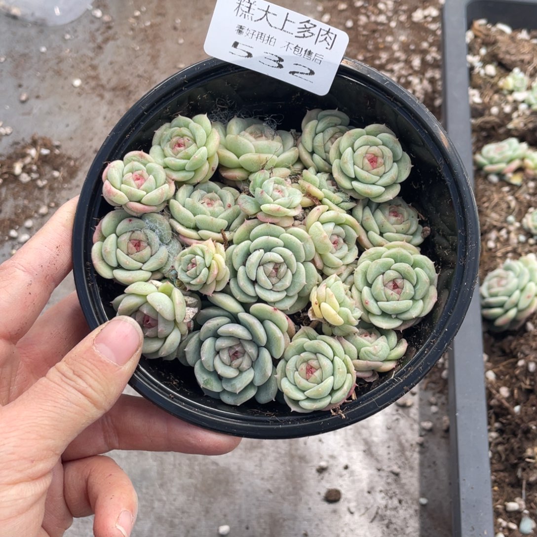糕大上多肉植物532