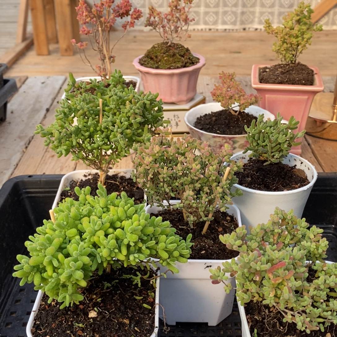 枝干蜜桔糖球来咯206