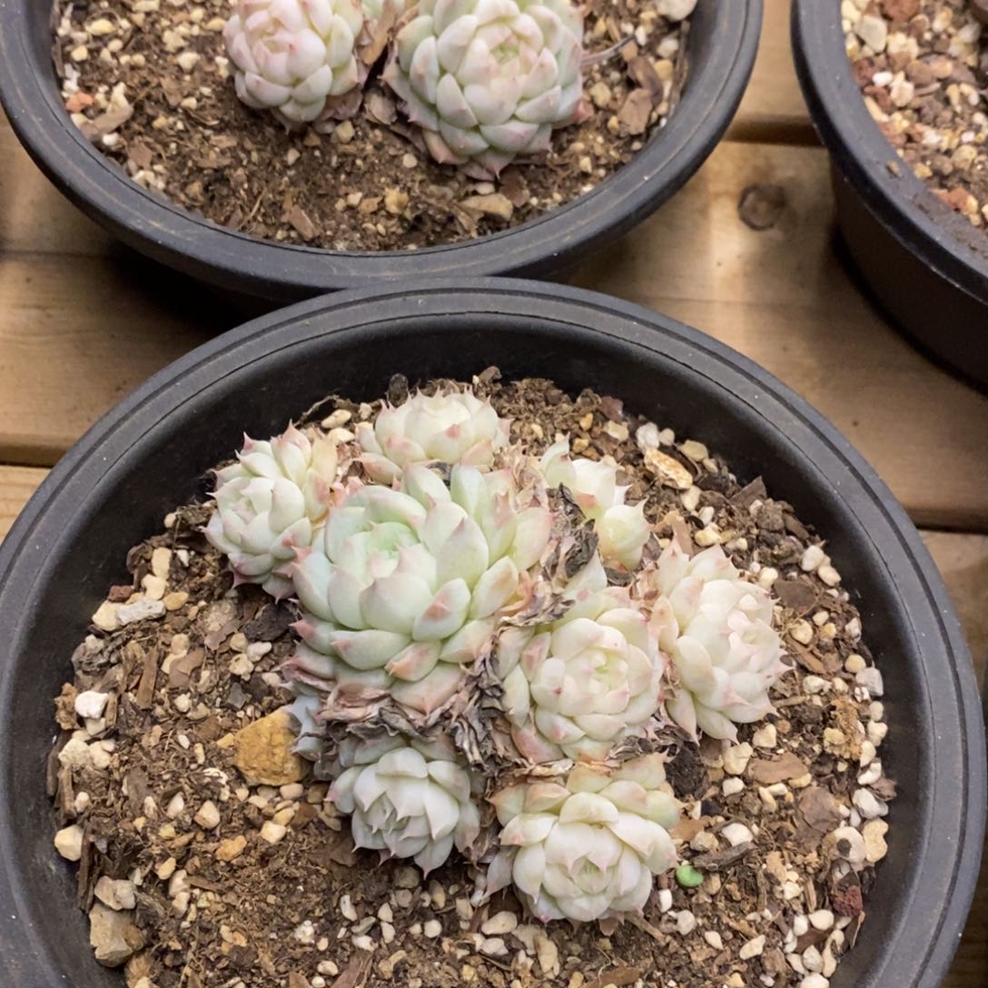 36。阿尔巴美妮。不包整。