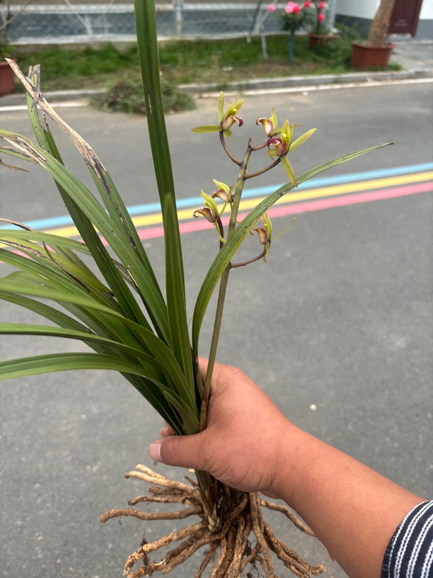 观赏兰花一物一拍私自下单不发货