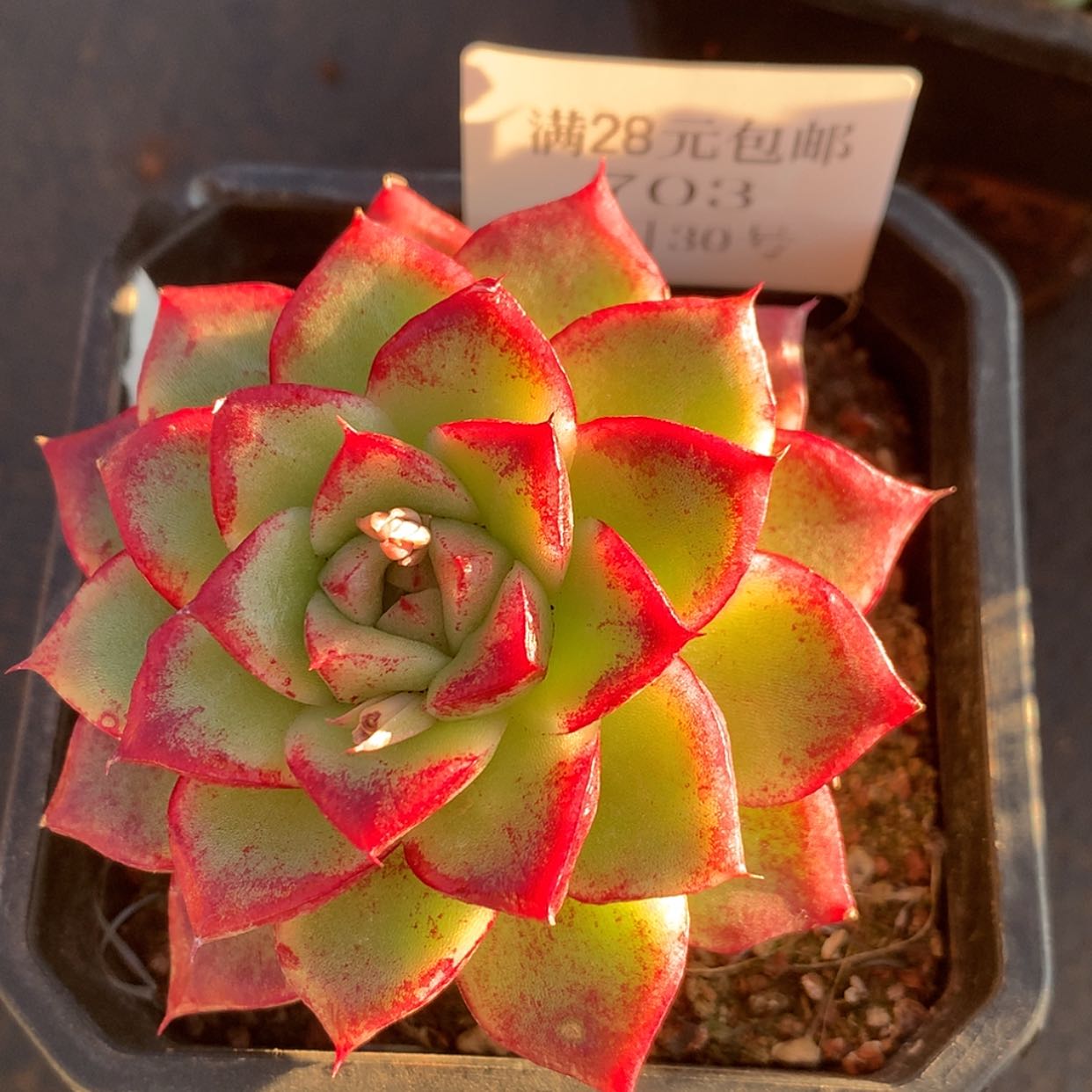 【闪购商品】云703号