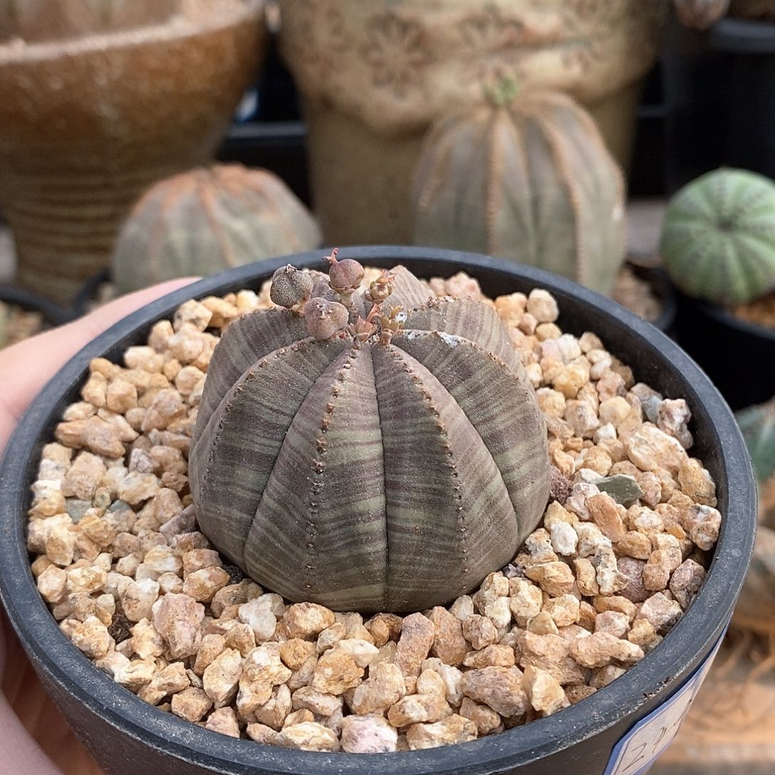 欧系实生布纹球多肉植物