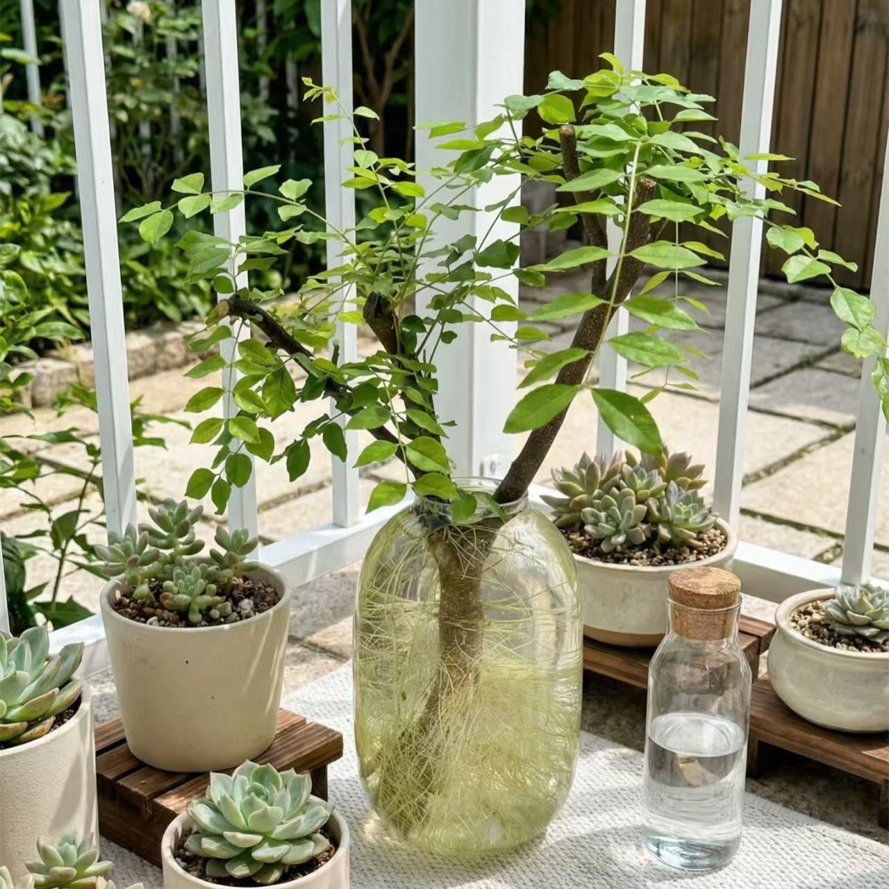 小叶女贞水培植物发根易活适合居家软装绿植