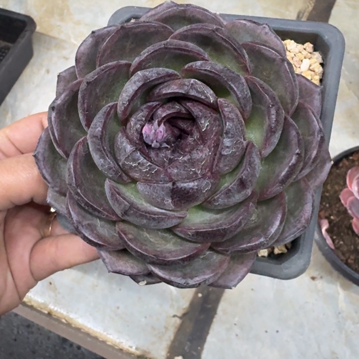 玄橙 单头 一物一拍