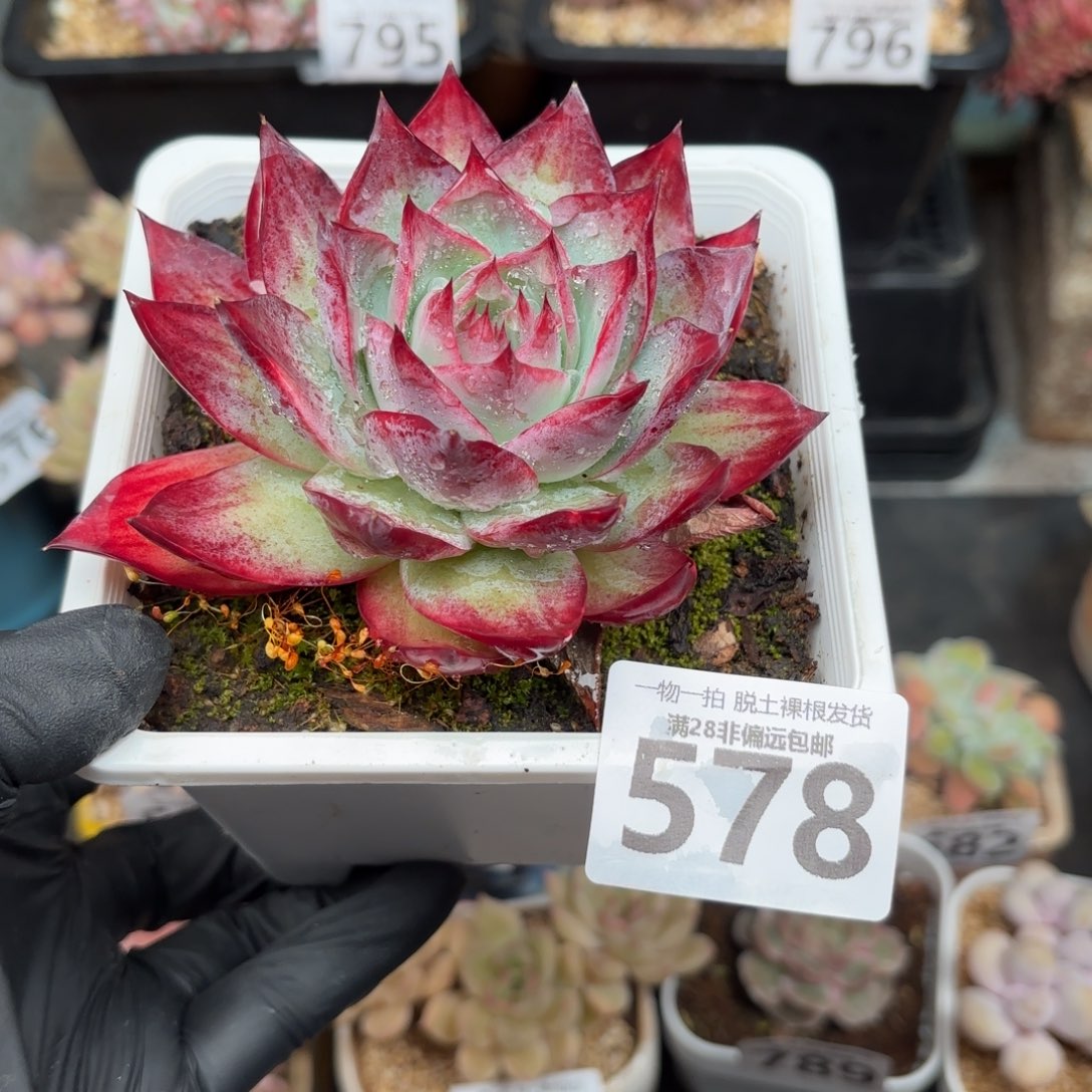 大惊鸿仙子无盆土发货