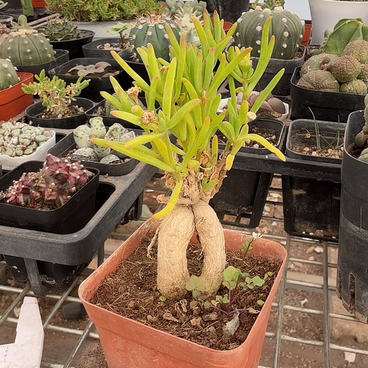 冰花块根带盆7仙人球