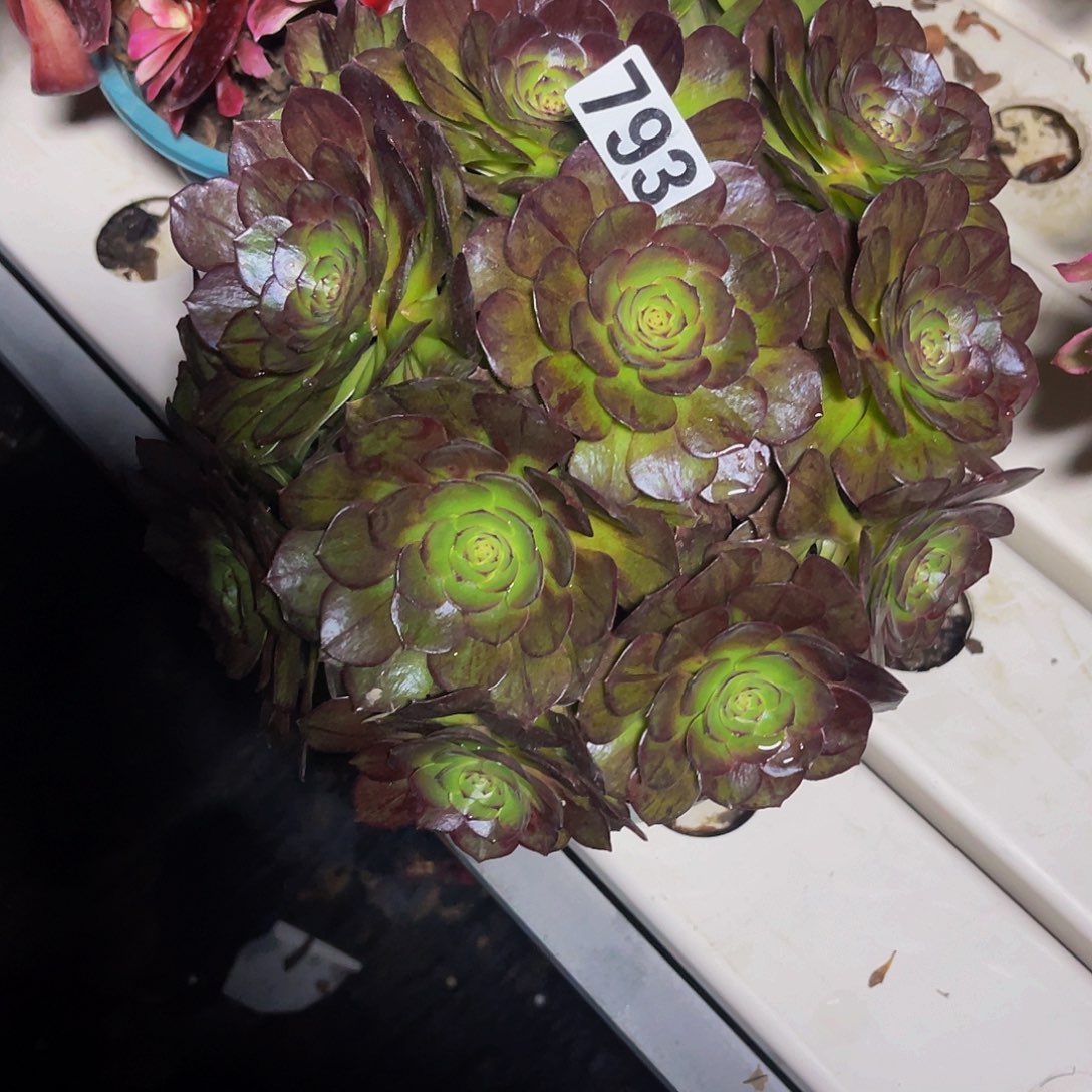 法师法师7/-5包邮法师