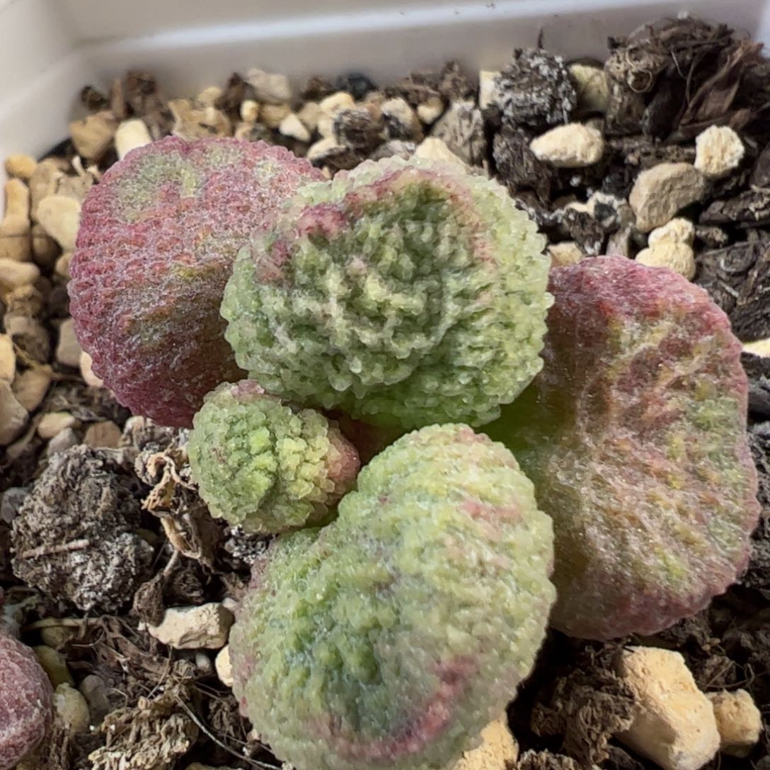 实生新品多肉植物水泡16号