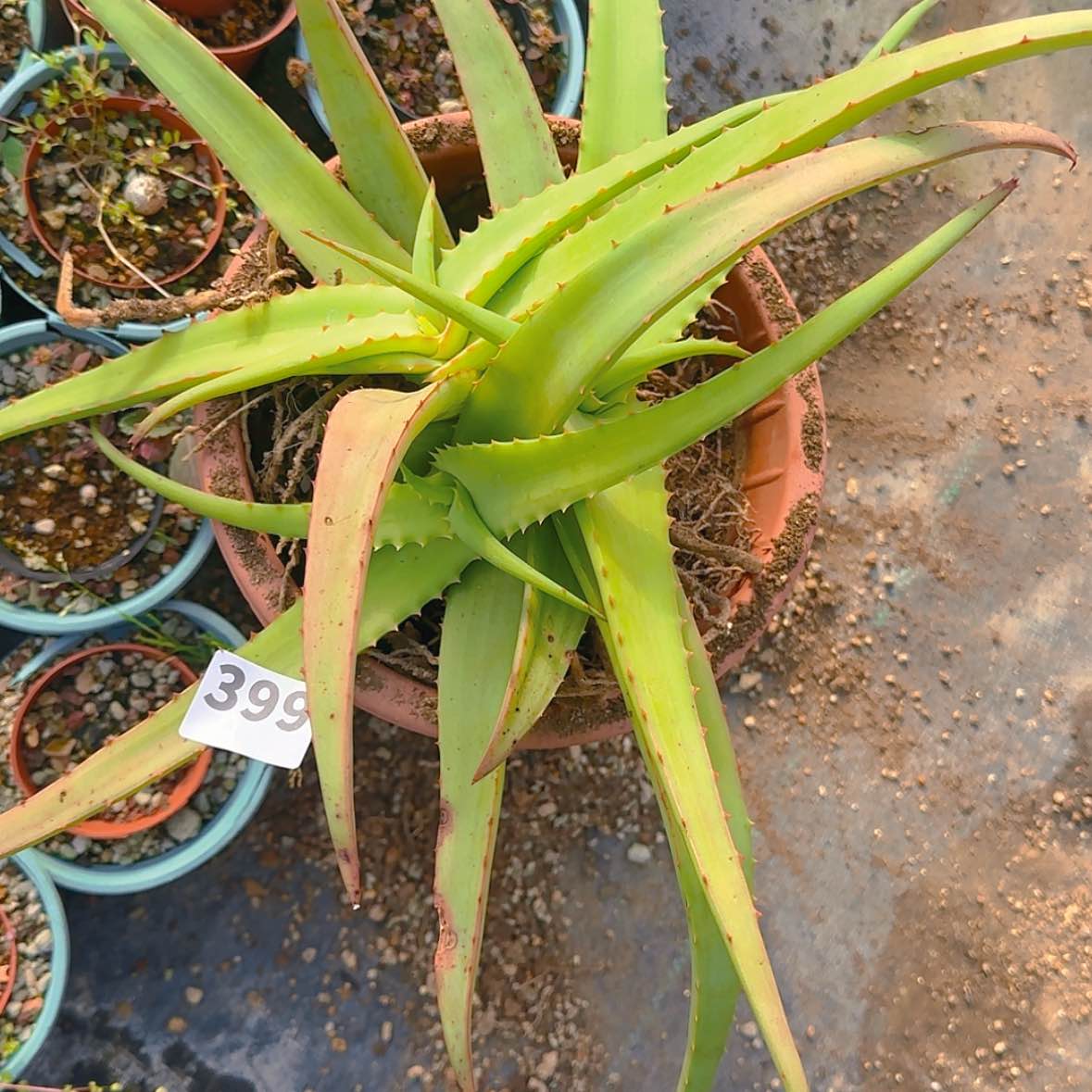 【闪购商品】…***#块根植物