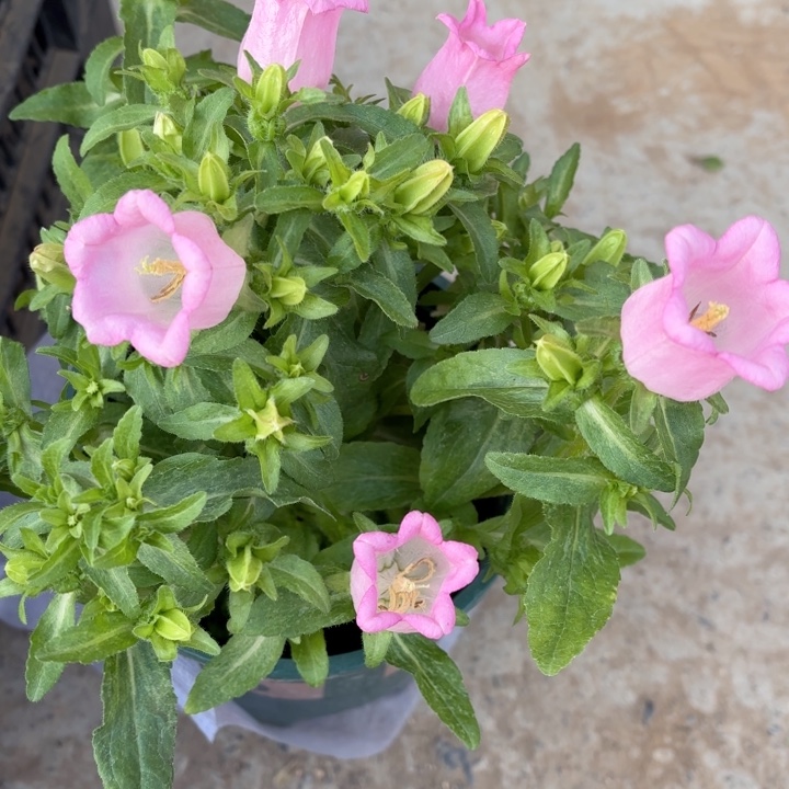 全部花苞粉色风铃