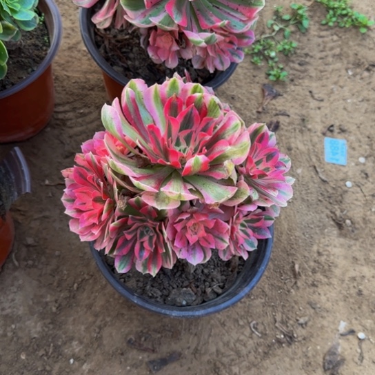 粉女巫10号棚3棵19.8