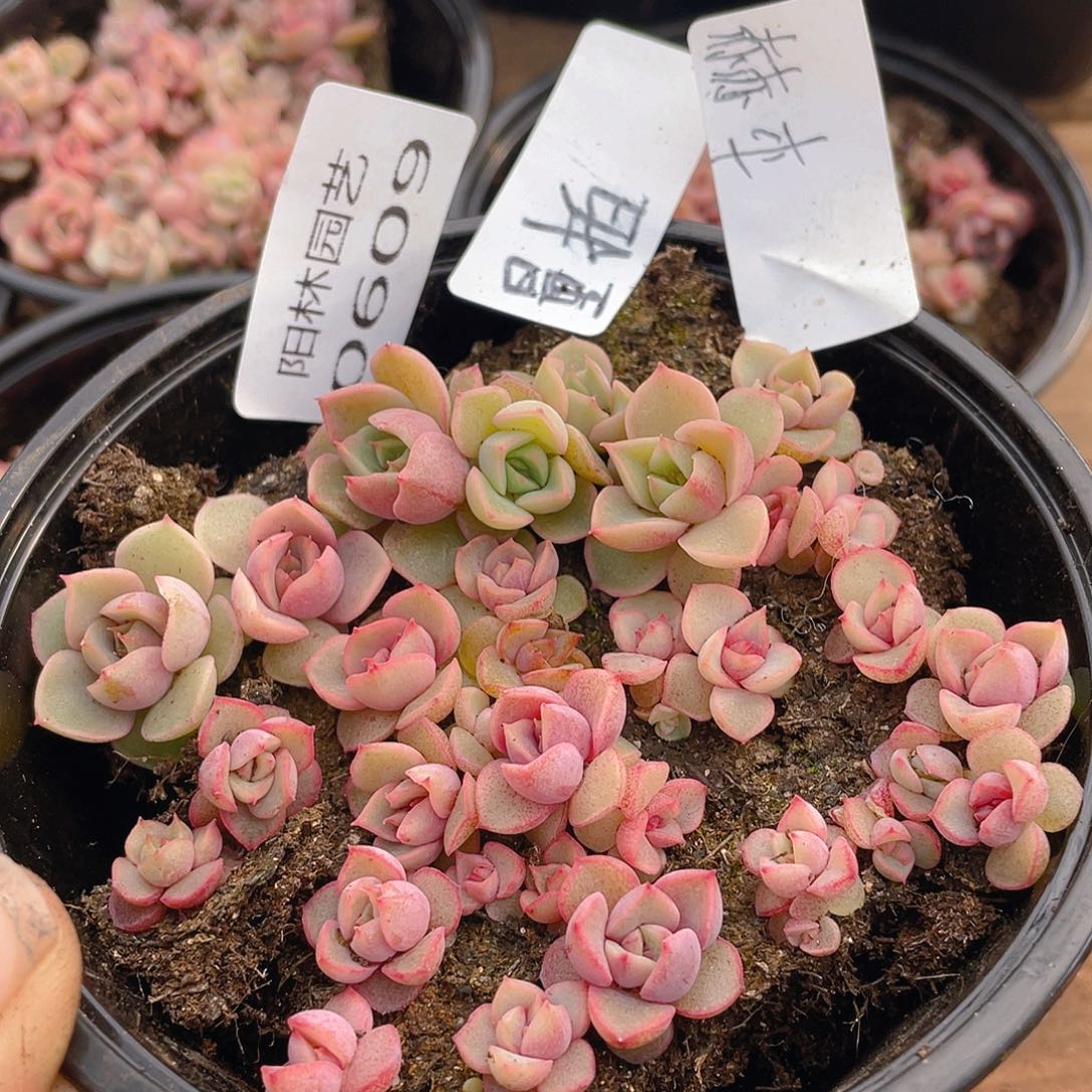 量拍多肉植物多肉植物609