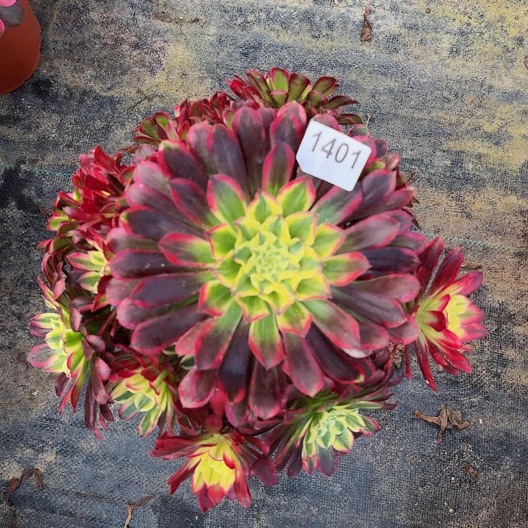 1401天和44冠服25左右