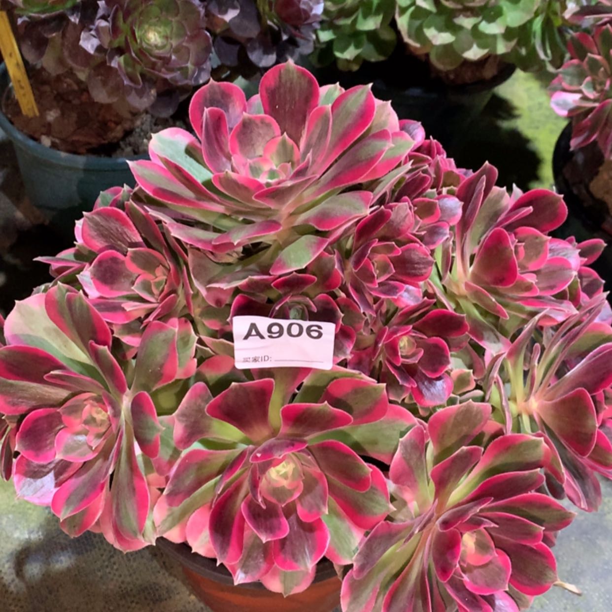 【闪购商品】906粉女郎