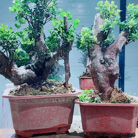 当前无花栽培后可以开花橙*?
