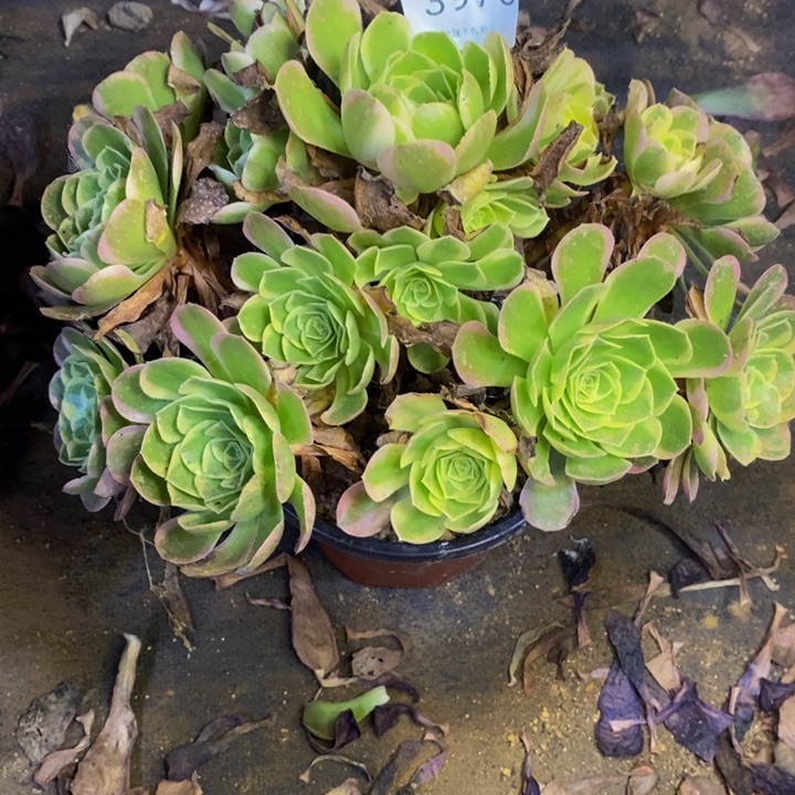 万奶白多肉断头不包3976