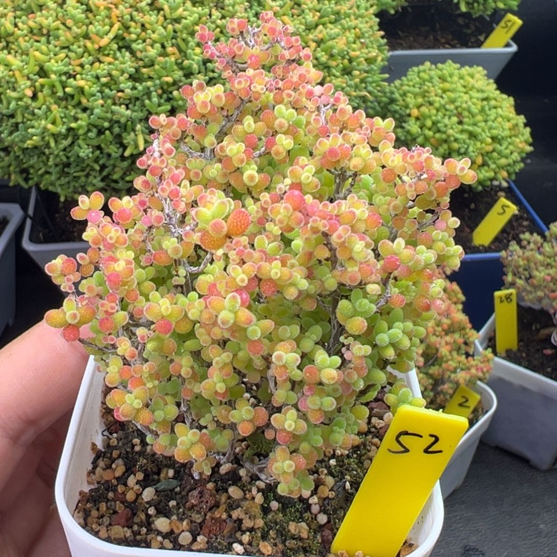 蜜橘糖球52号6.5cm盆