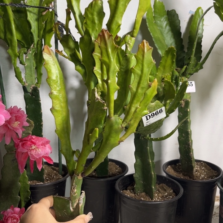 当前无花栽培后可以开花146