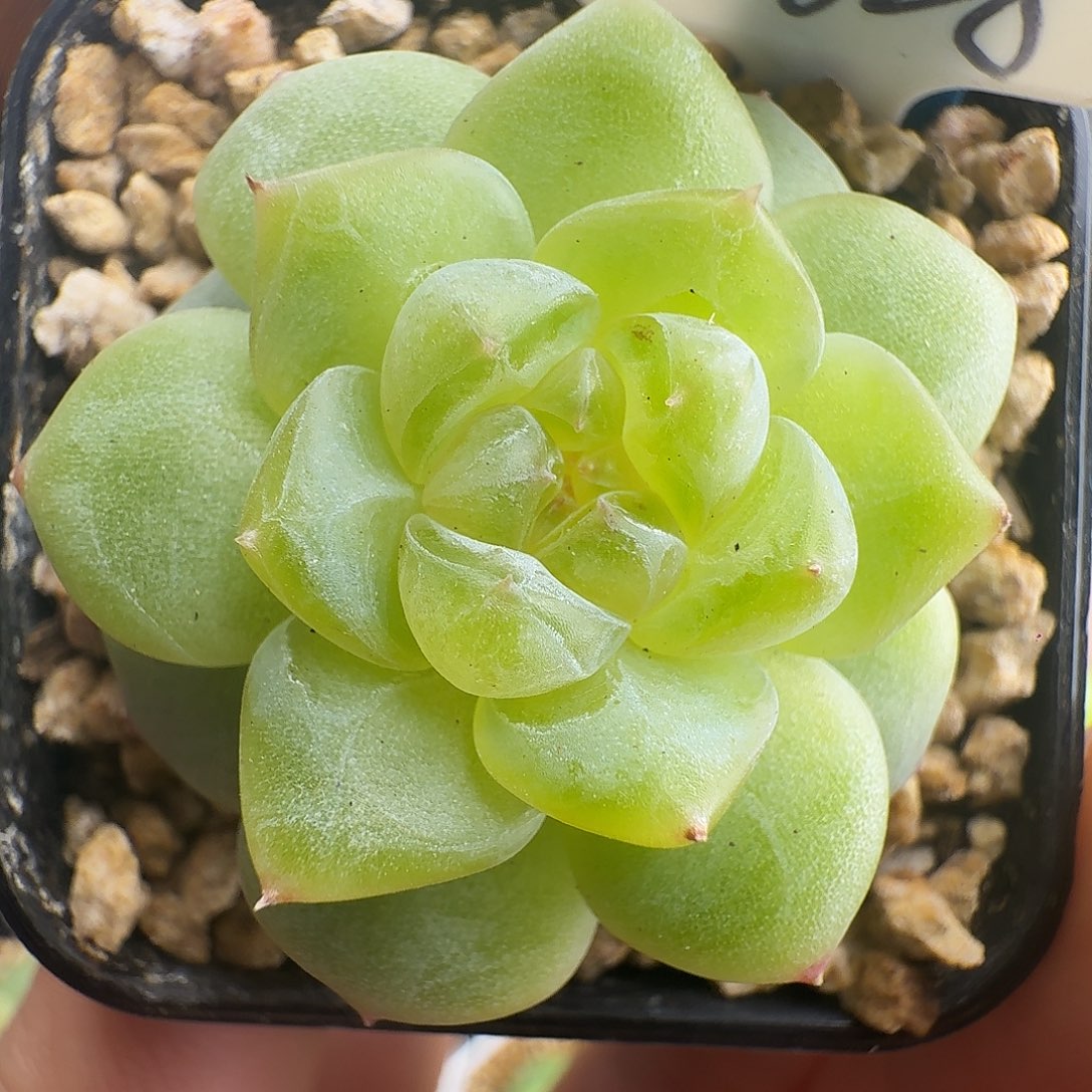 甜心628 121小模特啦啦