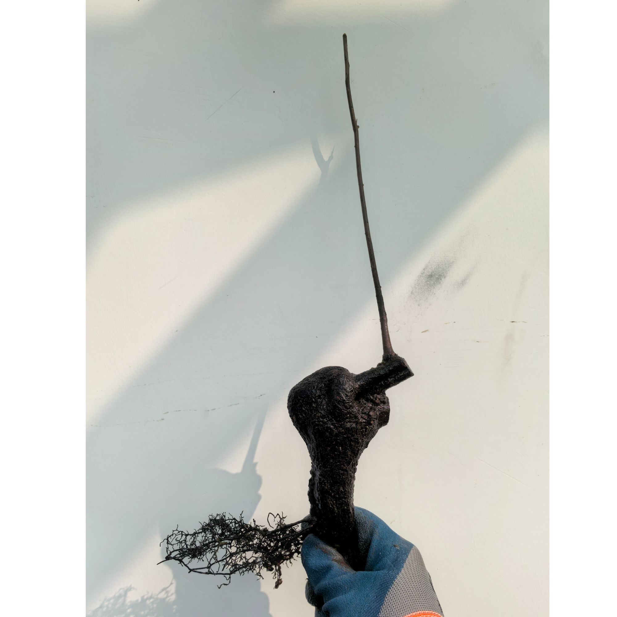 金弹子金弹子树乔木灌木生桩一物一拍（按直播间实际购买商品发货）