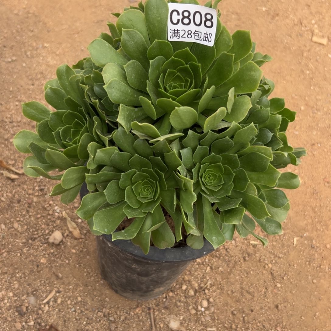 808多肉植物 绿羊绒