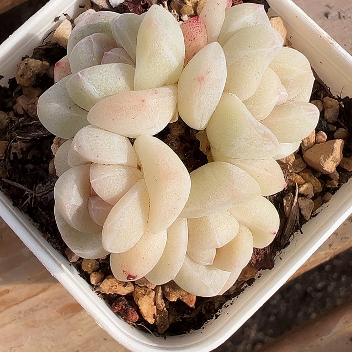 4头白透冰玉群生，1206