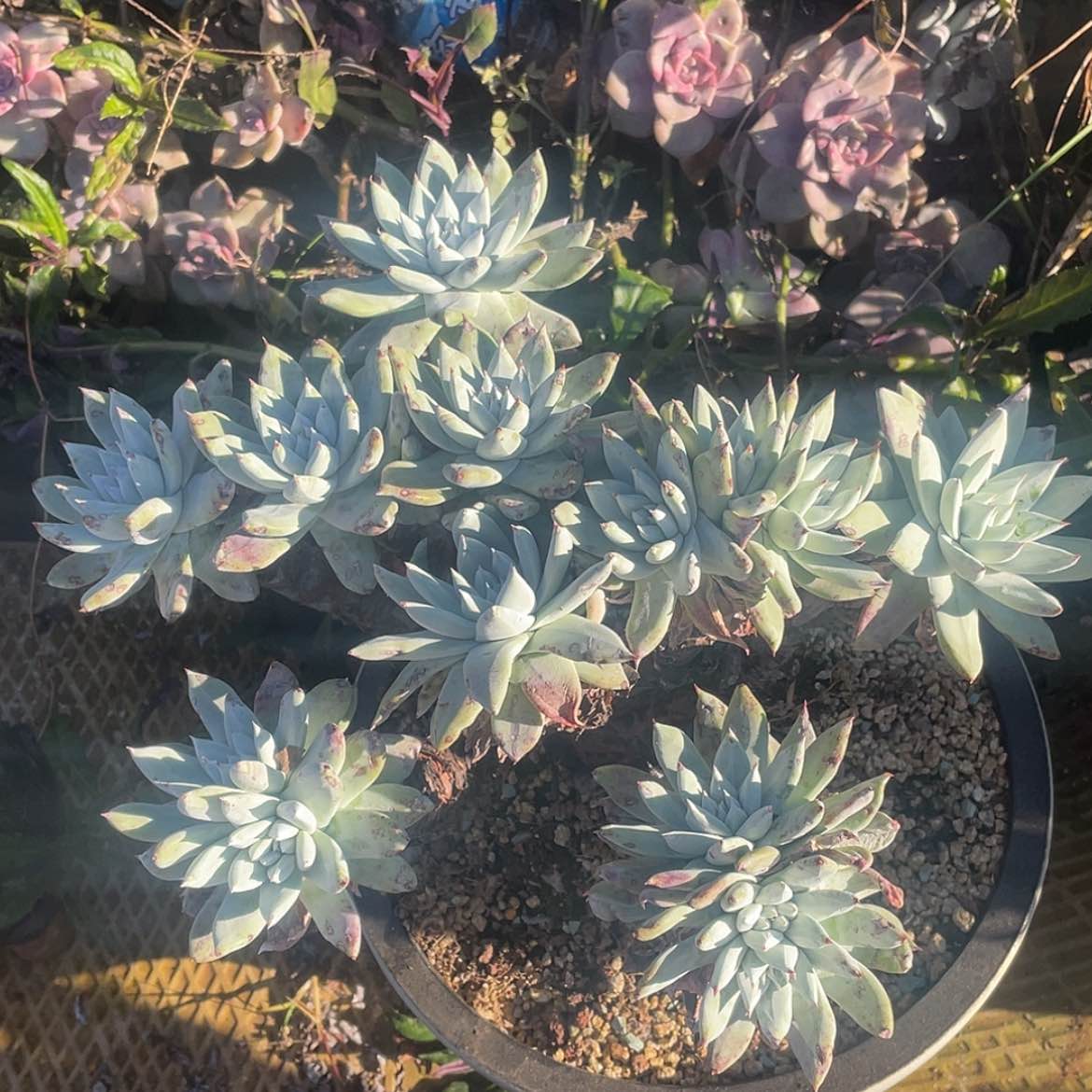 【闪购商品】帕翠莎