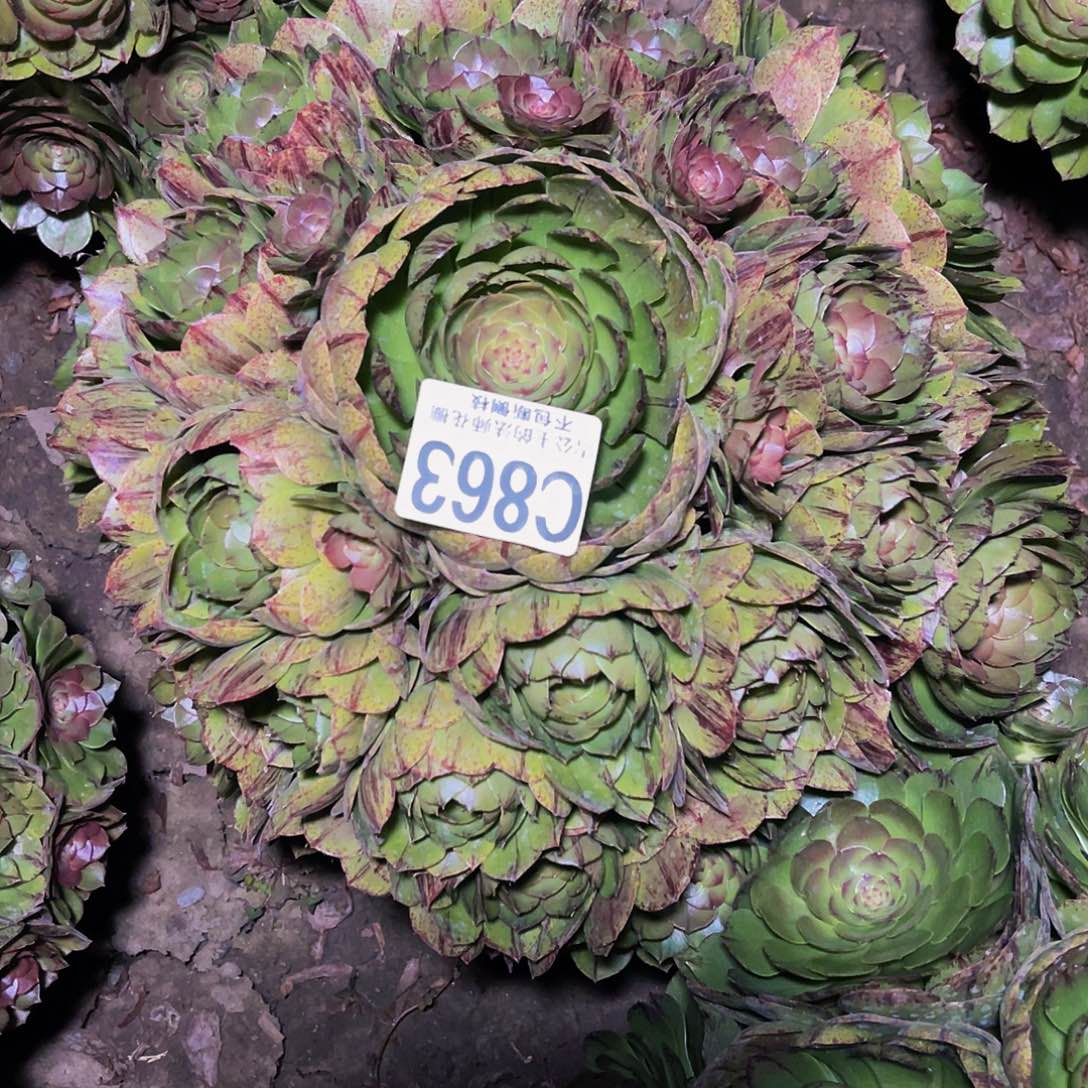 法师法师14-14包邮法师