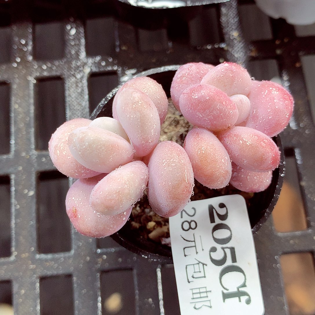 5厘米盆精控多肉205