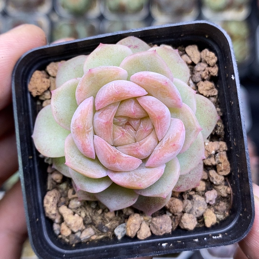 谪仙正版5厘米盆多肉