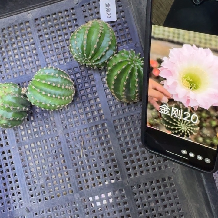 24金刚20歪4公分左右无根侧牙，20包邮