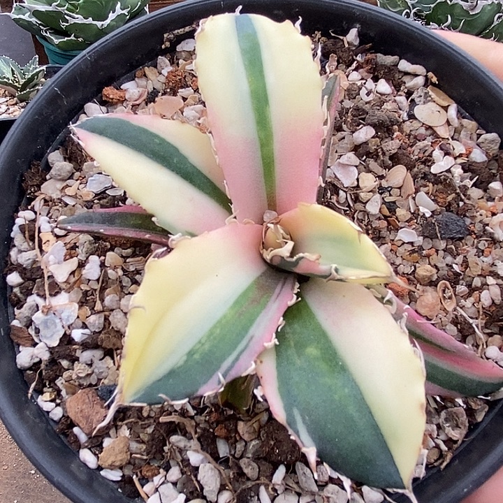 正白鲸特殊锦。          