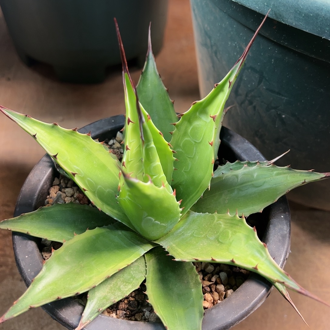 无花朵多肉植物蒙塔娜浅覆