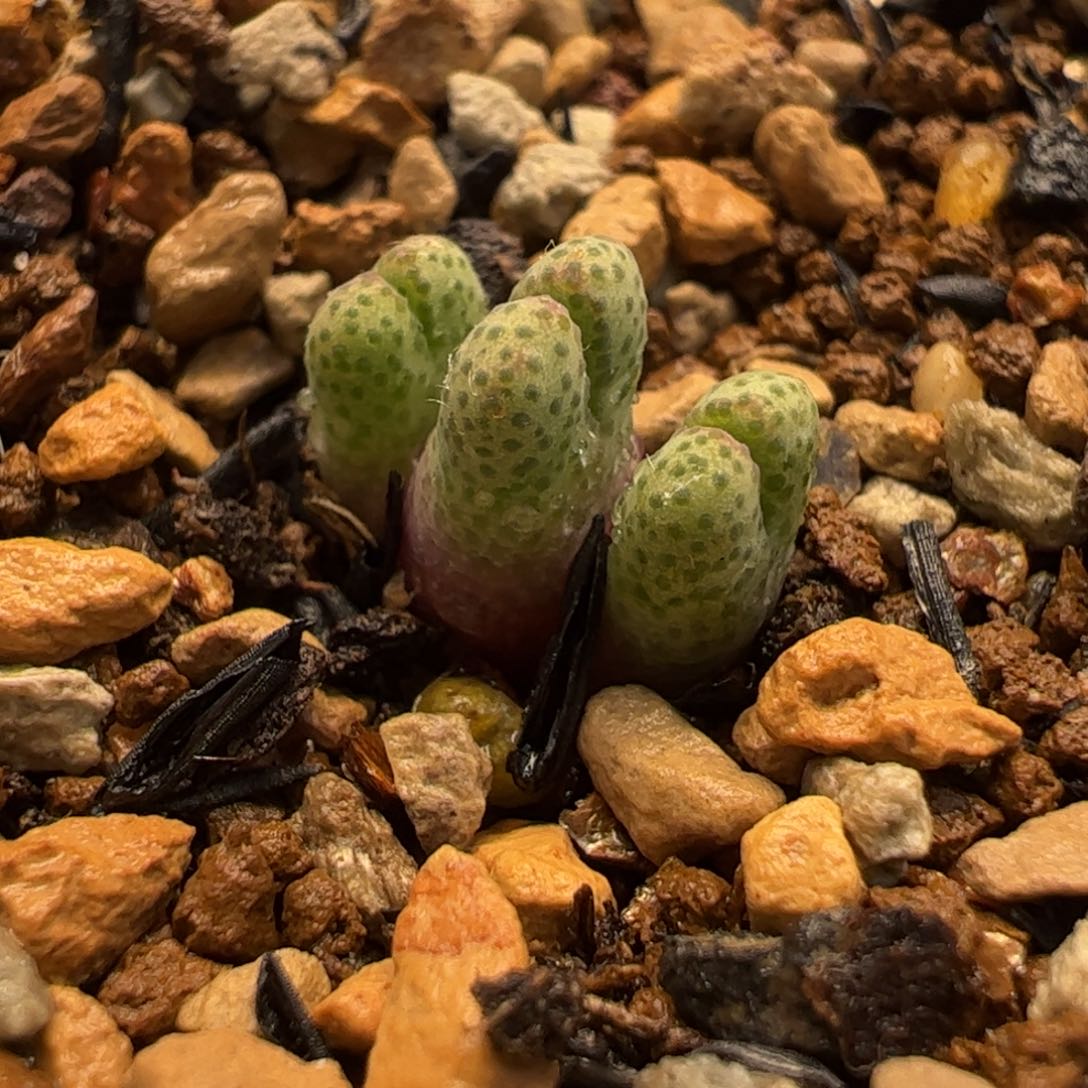 064多肉植物百科