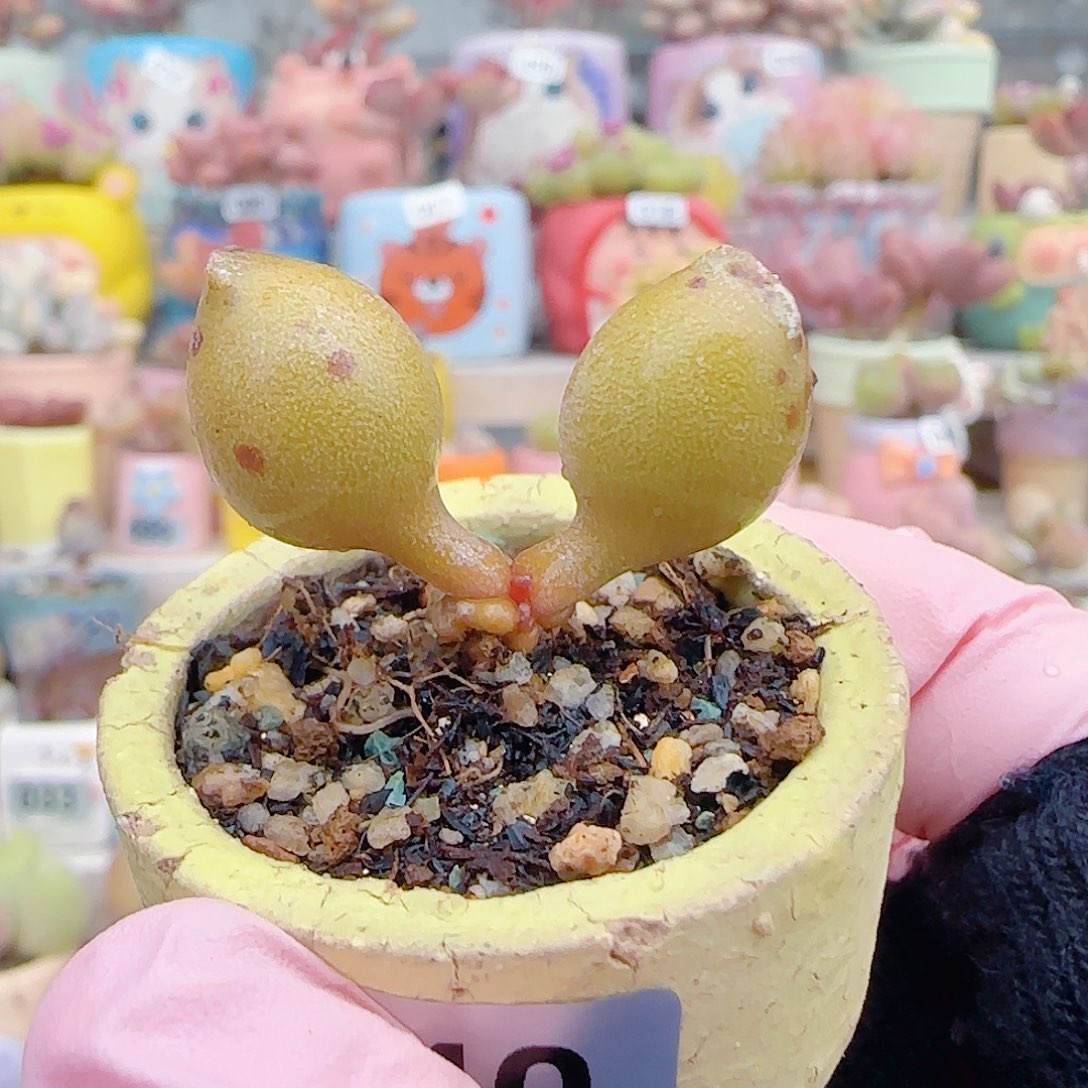 L 黄金豹 盆口3cm