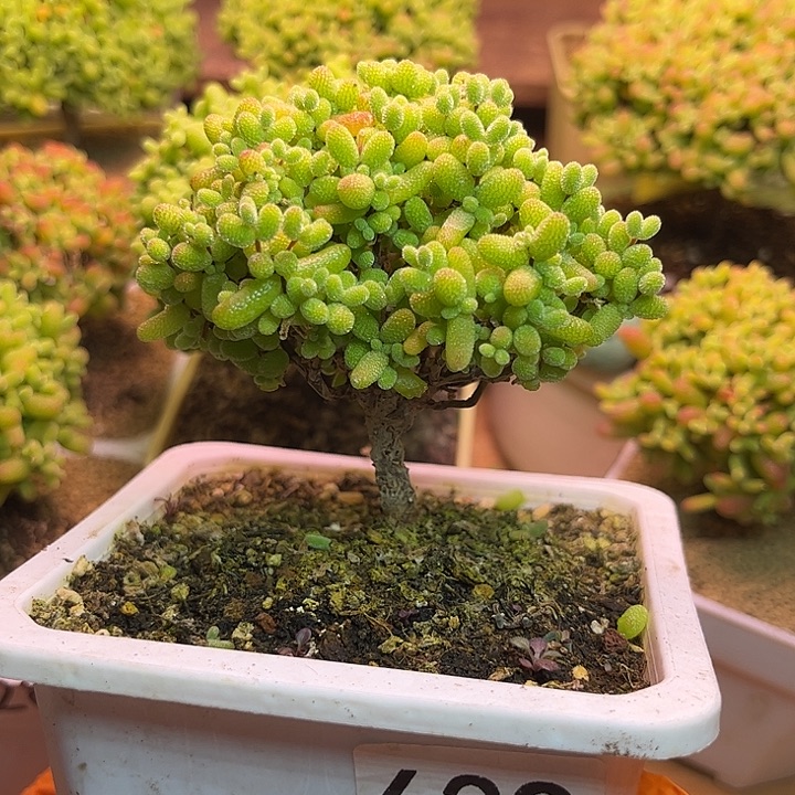 无花朵639金桔糖球