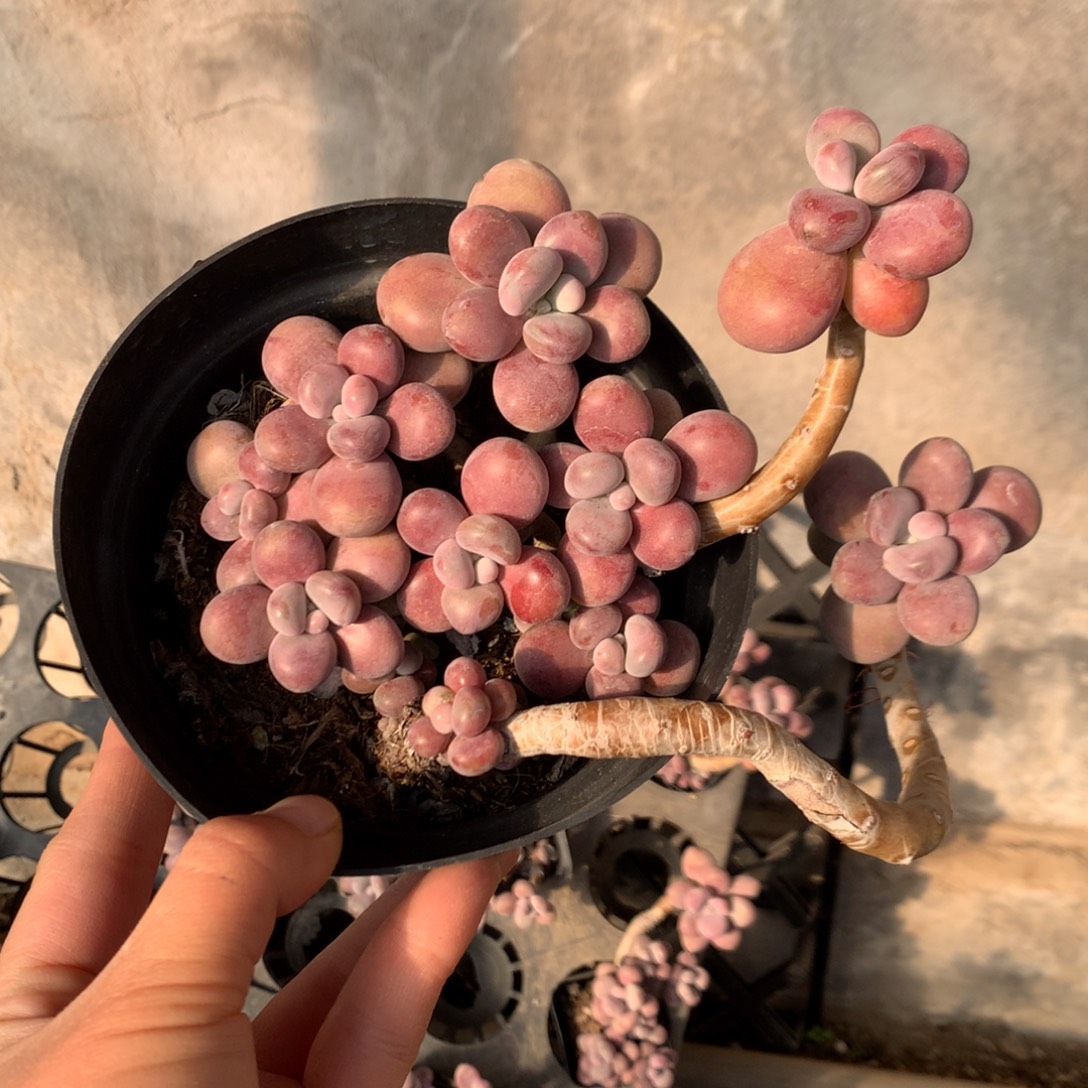 甲****桃蛋老桩不带盆14号