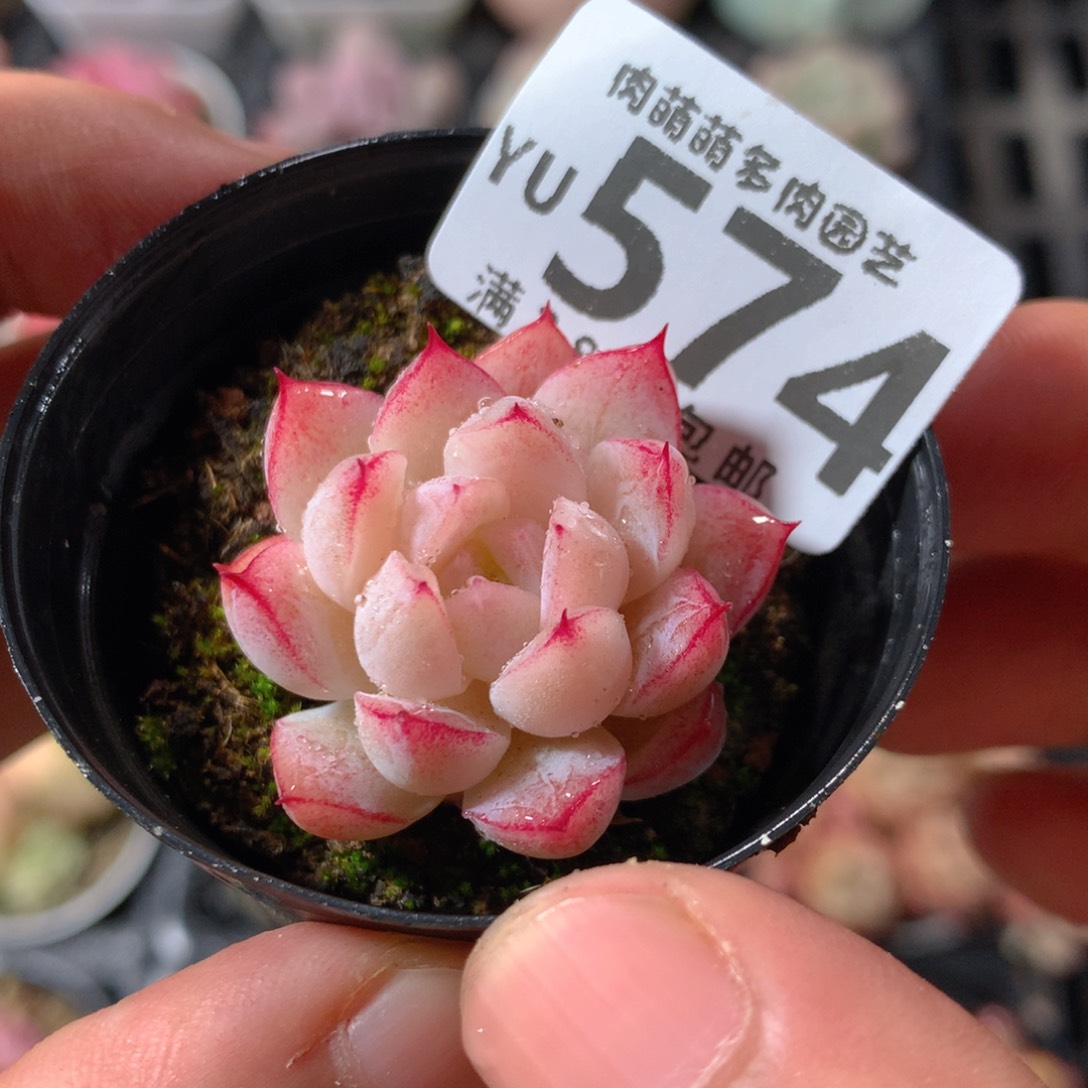 5CM拇指盆精控多肉YU574
